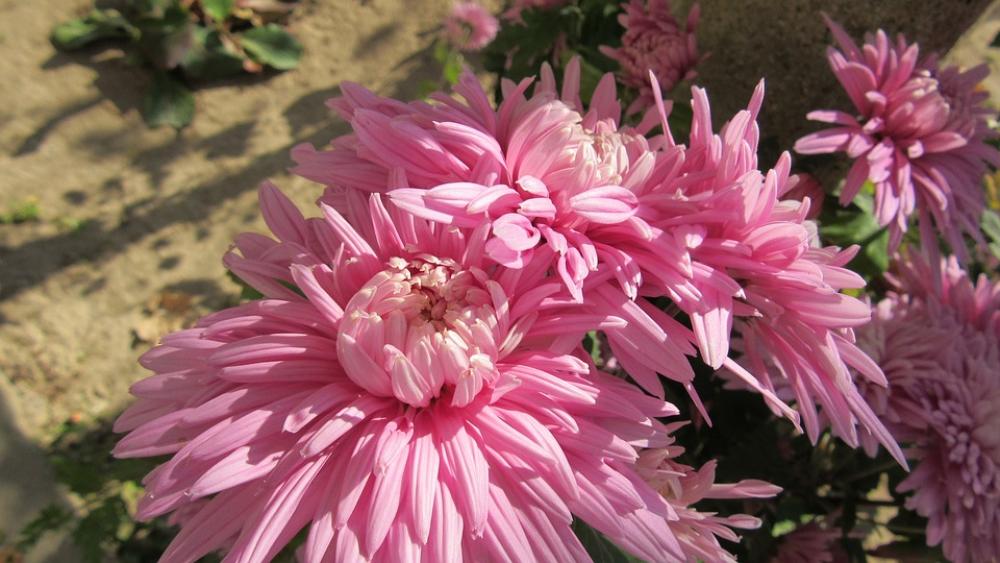 Flower Dahlia Color Flower Dahlia Color