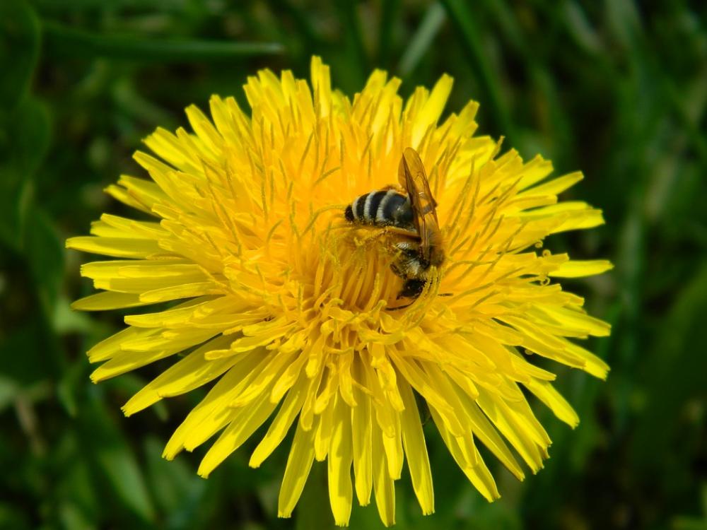 Flower Spring Bee Macro Flower Spring Bee Macro