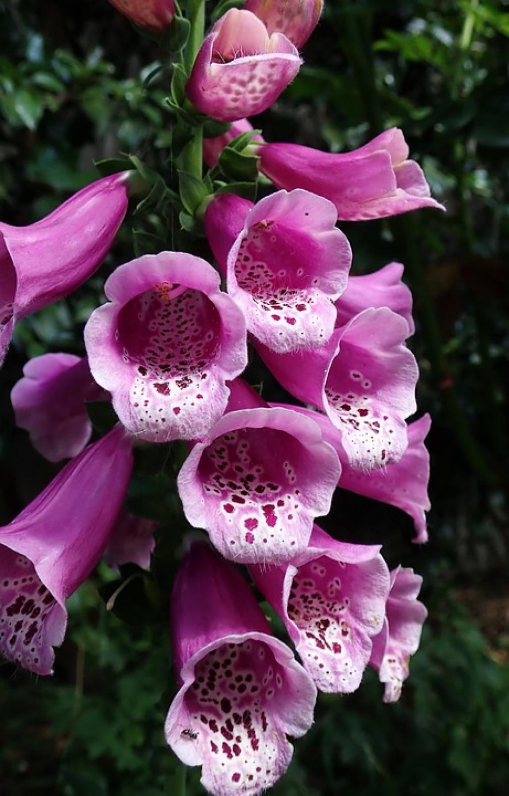 Flower Foxglove Digitalis Garden Nature Flower Foxglove Digitalis Garden Nature