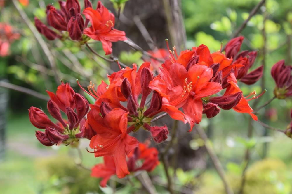 Flower Spring Garden Nature Red Blooming Flower Spring Garden Nature Red Blooming
