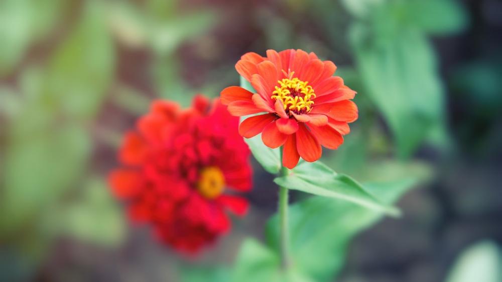 Flower Flowers Red Plant Colourful Flower Flowers Red Plant Colourful