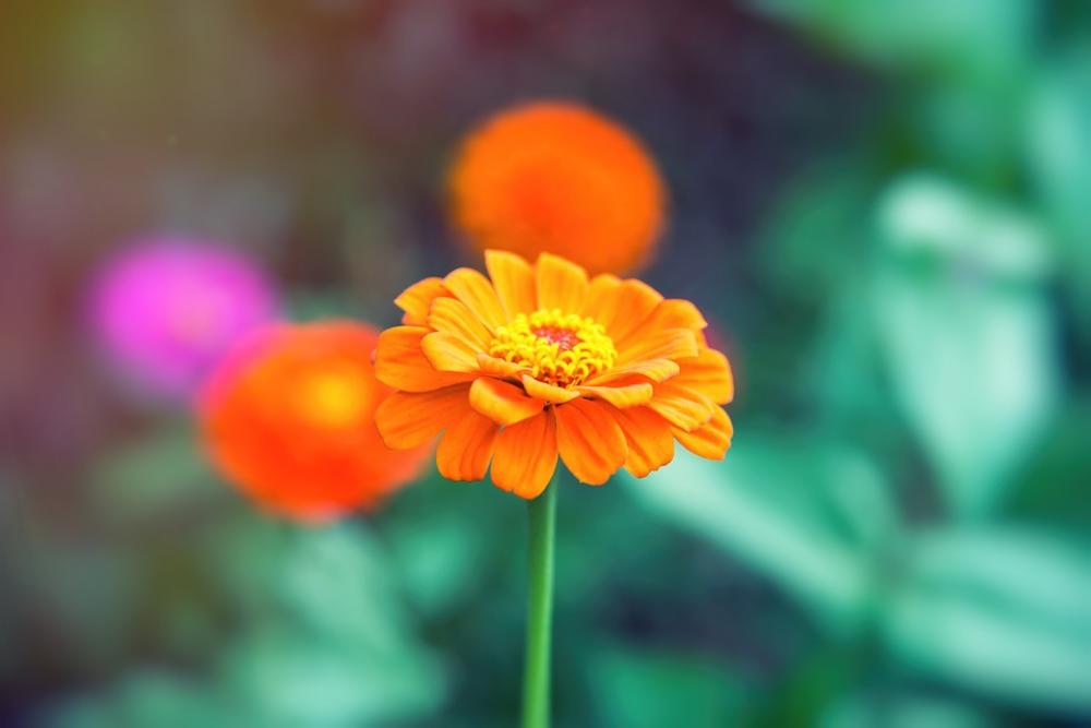 Flower Flowers Orange Plant Colourful Flower Flowers Orange Plant Colourful