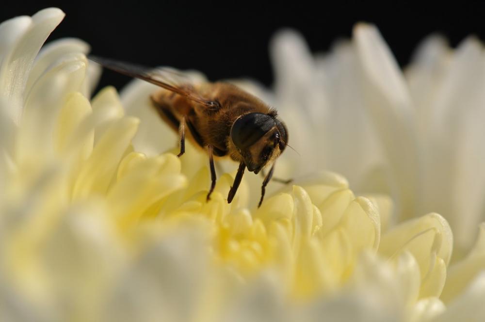 Flower Bee Bees Insects Blossom Flora Flower Bee Bees Insects Blossom Flora