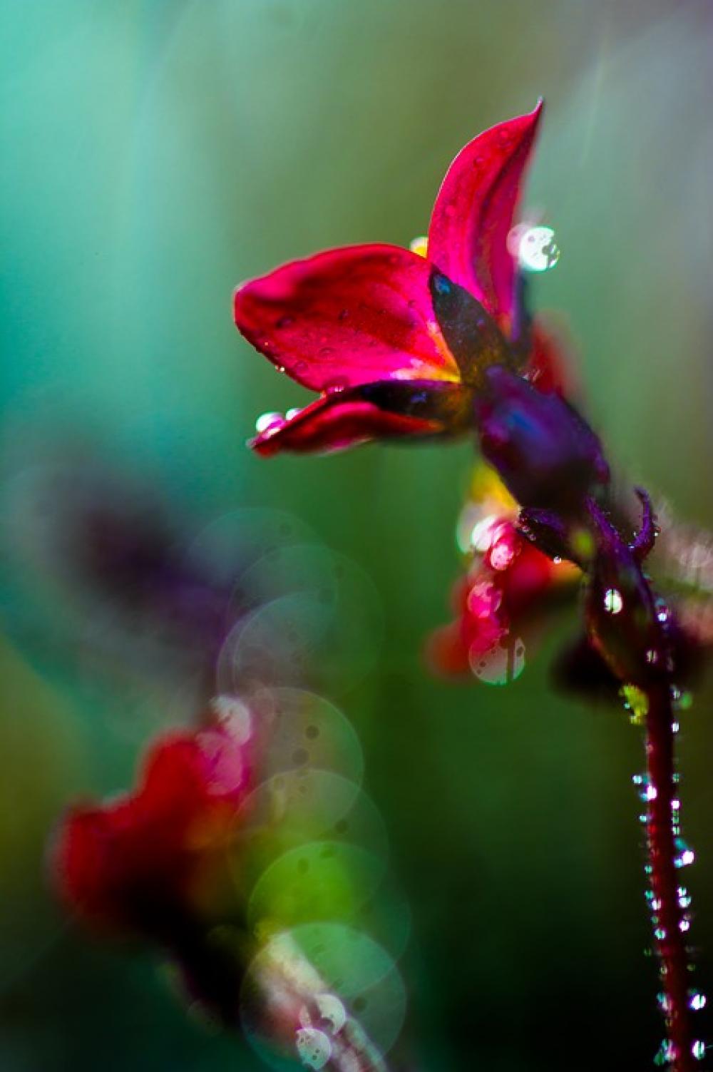 Flower Nature Plant Red Drip Dew Close Up Spring Flower Nature Plant Red Drip Dew Close Up Spring