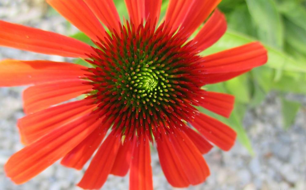 Flower Red Bloom Garden Nature Flower Red Bloom Garden Nature
