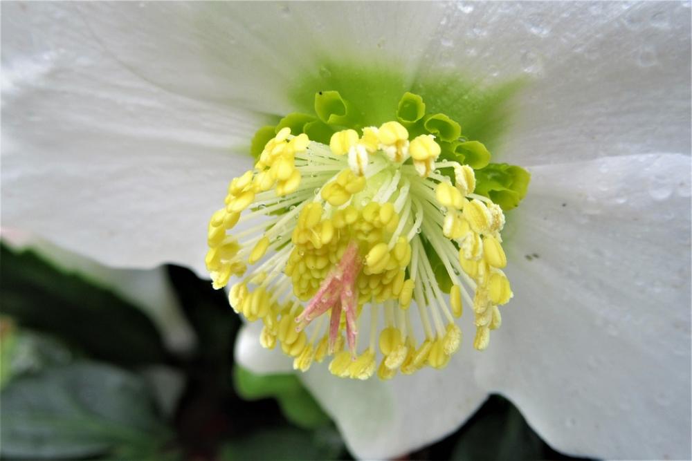 Flower White Flower Winter Stamens Petals Flower White Flower Winter Stamens Petals