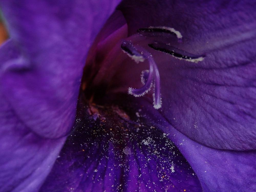 Flower Flowers Petal Petals Macro Focus Pollen Flower Flowers Petal Petals Macro Focus Pollen