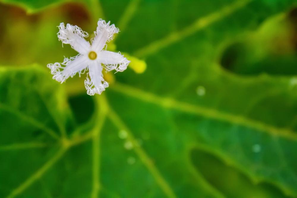 Flower Nature Field Agriculture Botanical Flower Nature Field Agriculture Botanical