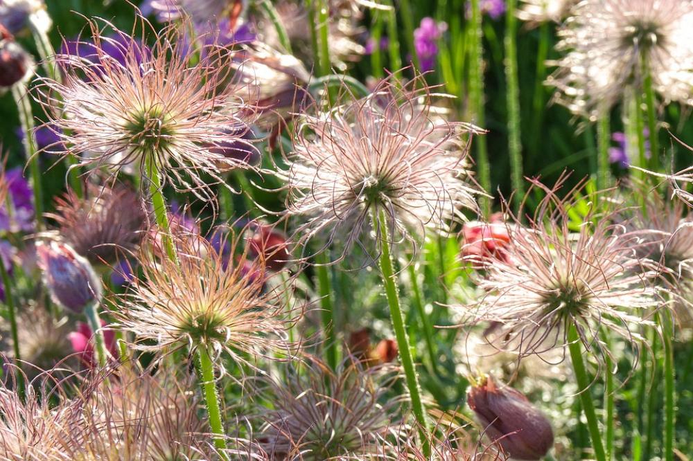 Flower Keto Evening Sunset Garden Summer Flower Keto Evening Sunset Garden Summer