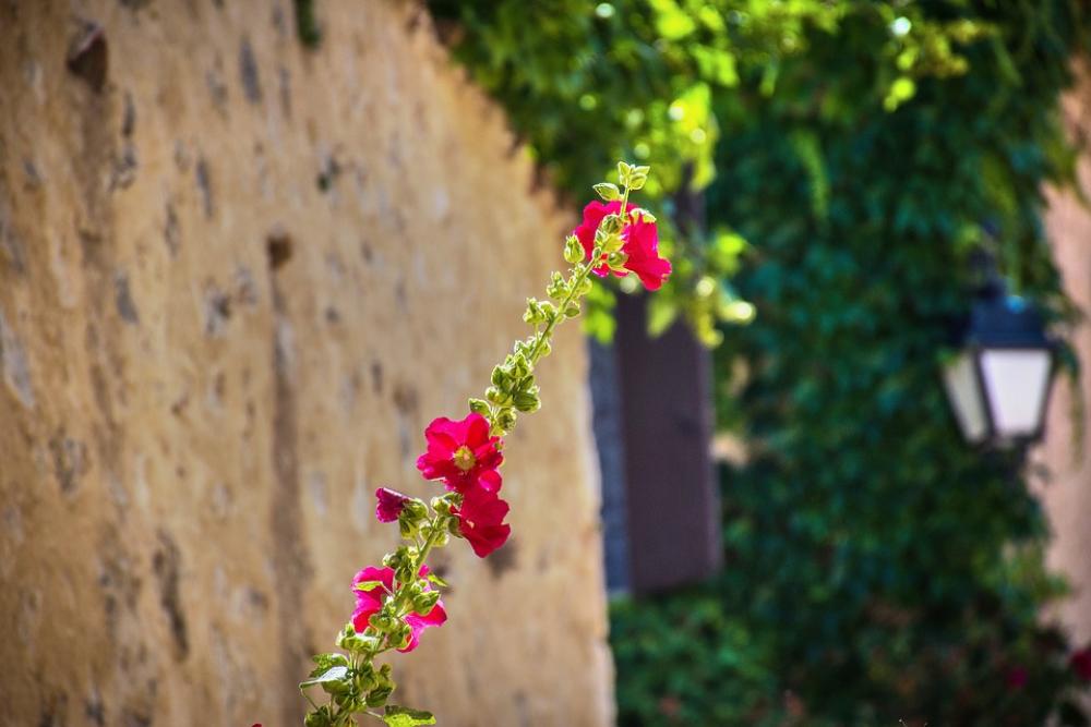 Flower Vine Wayward Wild Greenery Foliage Flower Vine Wayward Wild Greenery Foliage