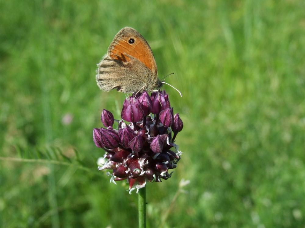 Flower Meadow Nature Flower Meadow Nature