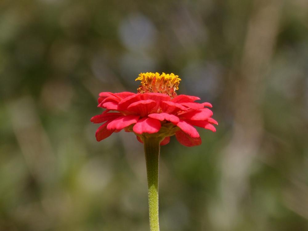 Flower Zinia Red Pollen Flower Zinia Red Pollen