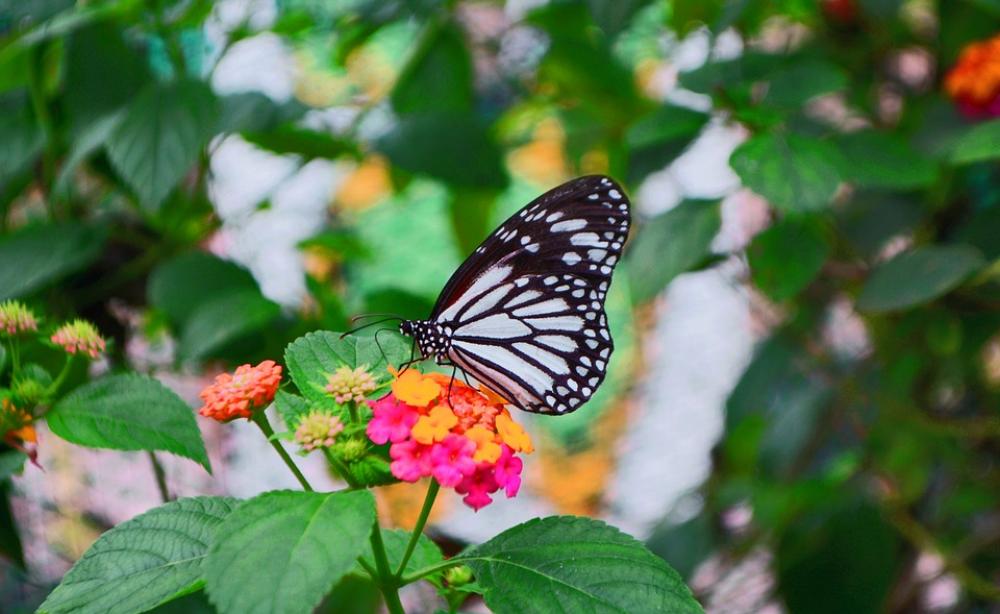 Flower Butterfly Insect Wing Colorful Flower Butterfly Insect Wing Colorful