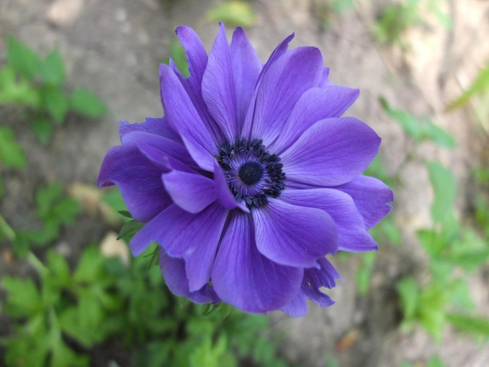 Flower Purple Garden Spring Flower Purple Garden Spring