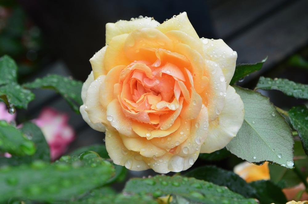 Flower Flowers Pink Rosebush Green Foliage Flower Flowers Pink Rosebush Green Foliage