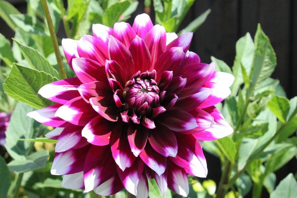 Flower Pink Nature Blossom Spring Bloom Water Flower Pink Nature Blossom Spring Bloom Water