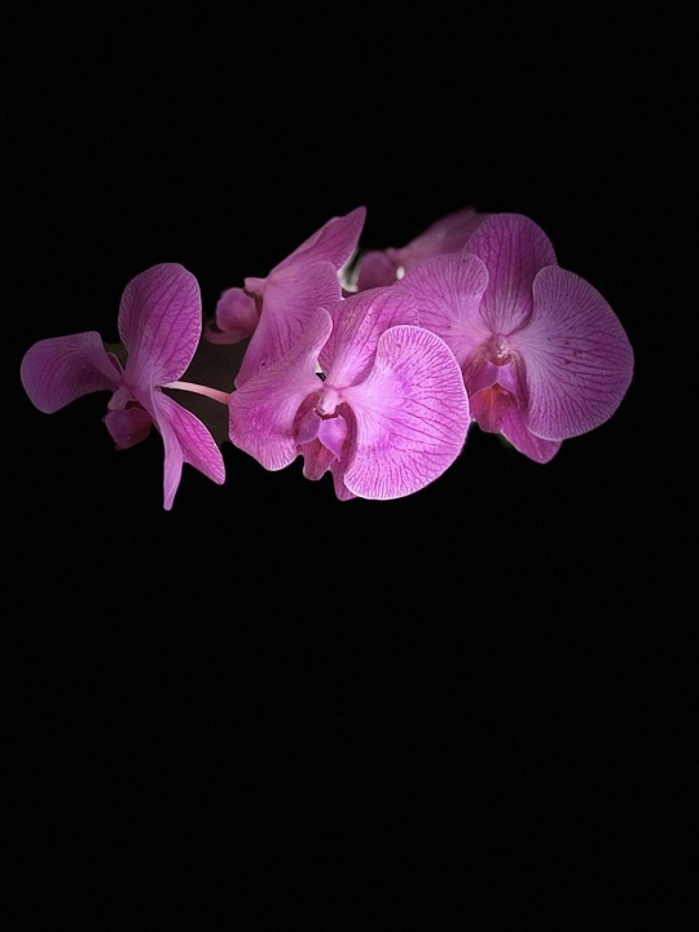 Flower Orchid Plant Nature Flora Tropical Orchids Flower Orchid Plant Nature Flora Tropical Orchids