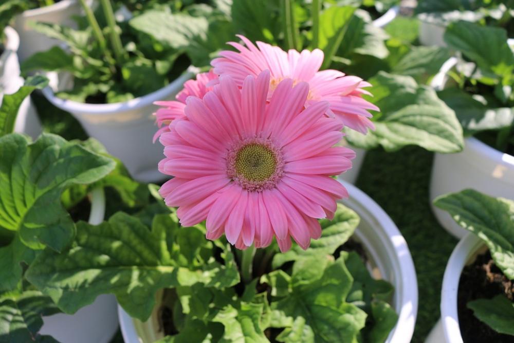 Flower Cambodia Cambodian Skyland City Real Flower Flower Cambodia Cambodian Skyland City Real Flower