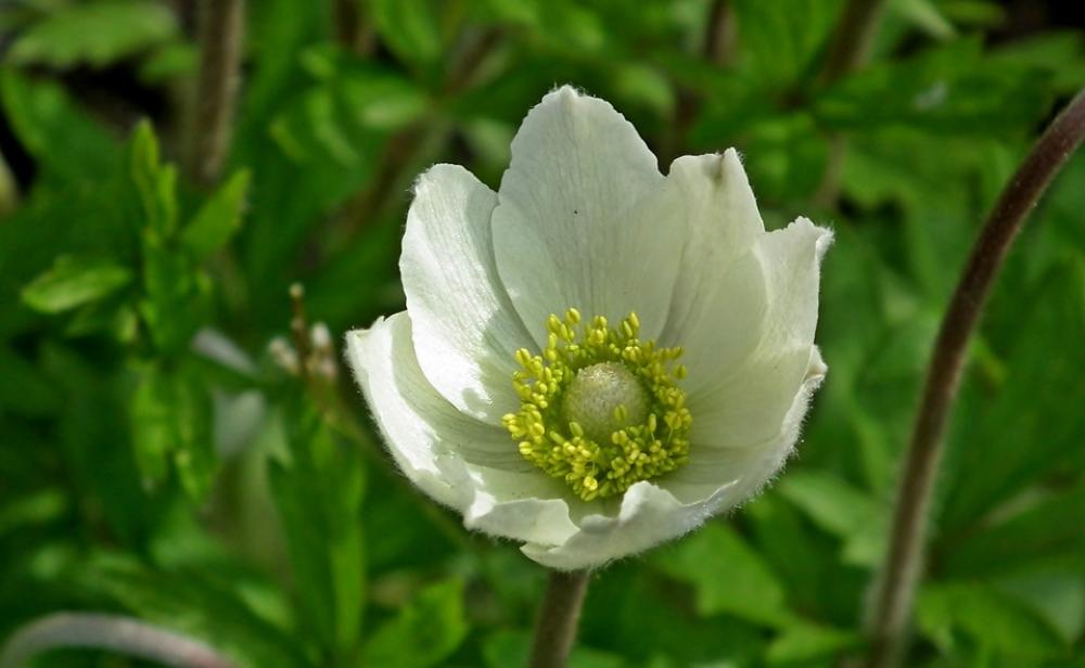 Flower Spring White Nature Summer Garden Blooming Flower Spring White Nature Summer Garden Blooming