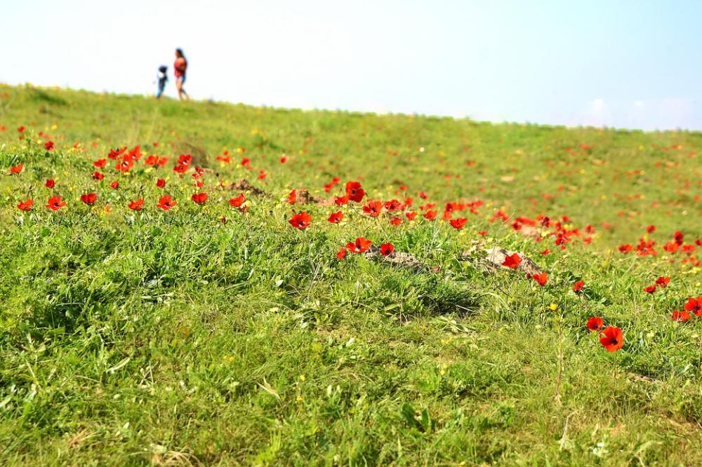 Flower Nature Poppy Flora Leaf Husk Growth Petal Flower Nature Poppy Flora Leaf Husk Growth Petal