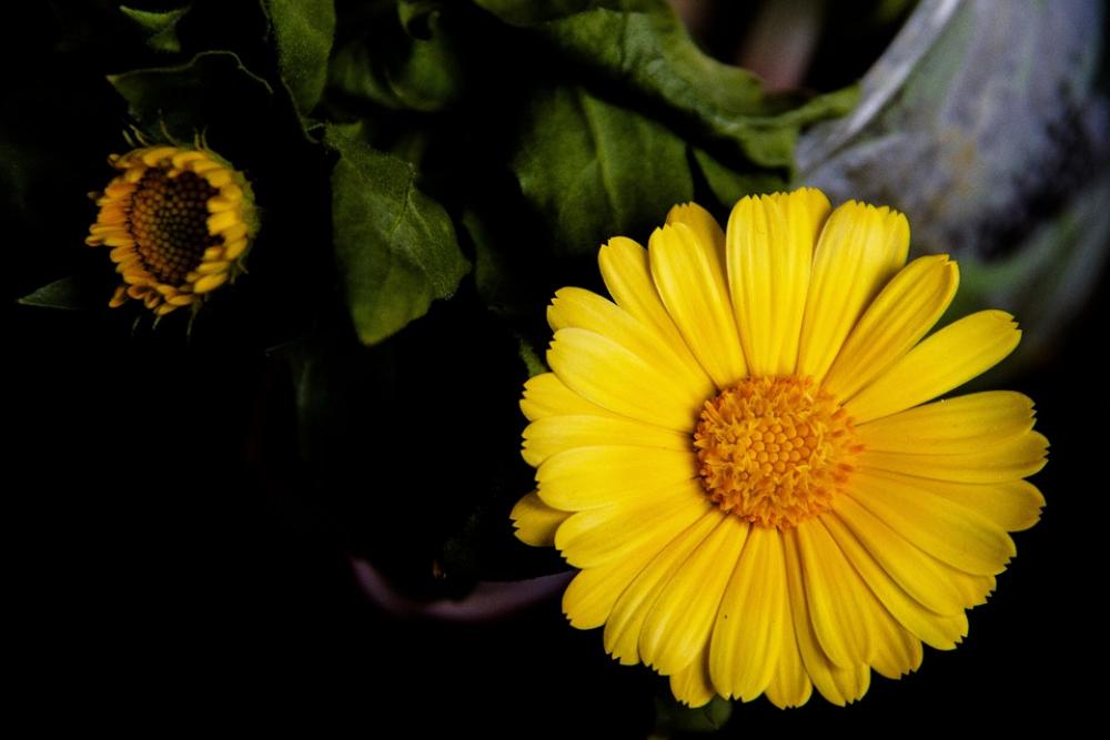 Flower Yellow Color Macro Bloom Season Flowers Flower Yellow Color Macro Bloom Season Flowers