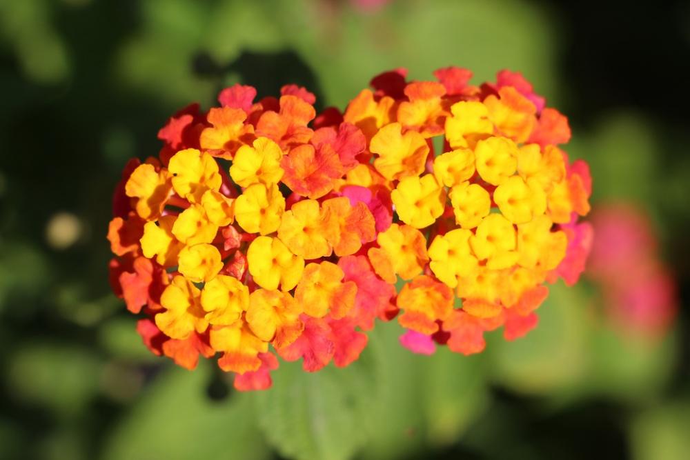 Flower Yellow Flowers Nature Spring Summer Plants Flower Yellow Flowers Nature Spring Summer Plants