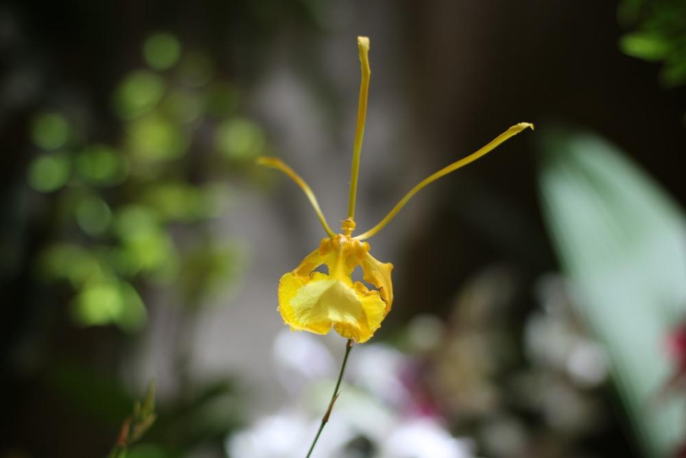 Flower Orchid Plant Flora Flower Orchid Plant Flora