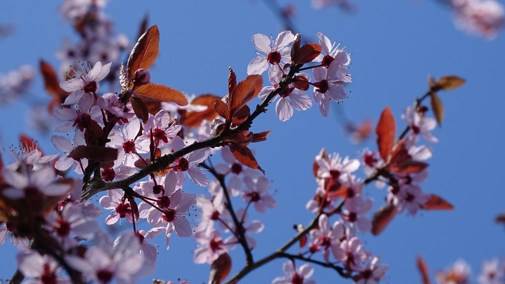 Flower Blossom Pink Spring Flowers Bloom Flora Flower Blossom Pink Spring Flowers Bloom Flora
