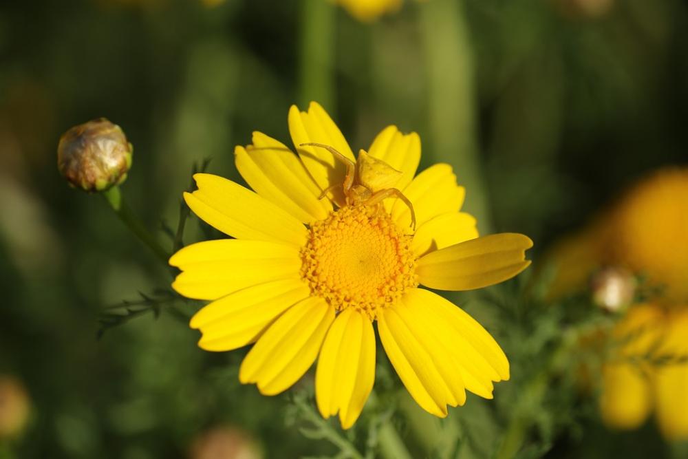 Flower Yellow Chrysanthemum Insect Bloom Field Flower Yellow Chrysanthemum Insect Bloom Field