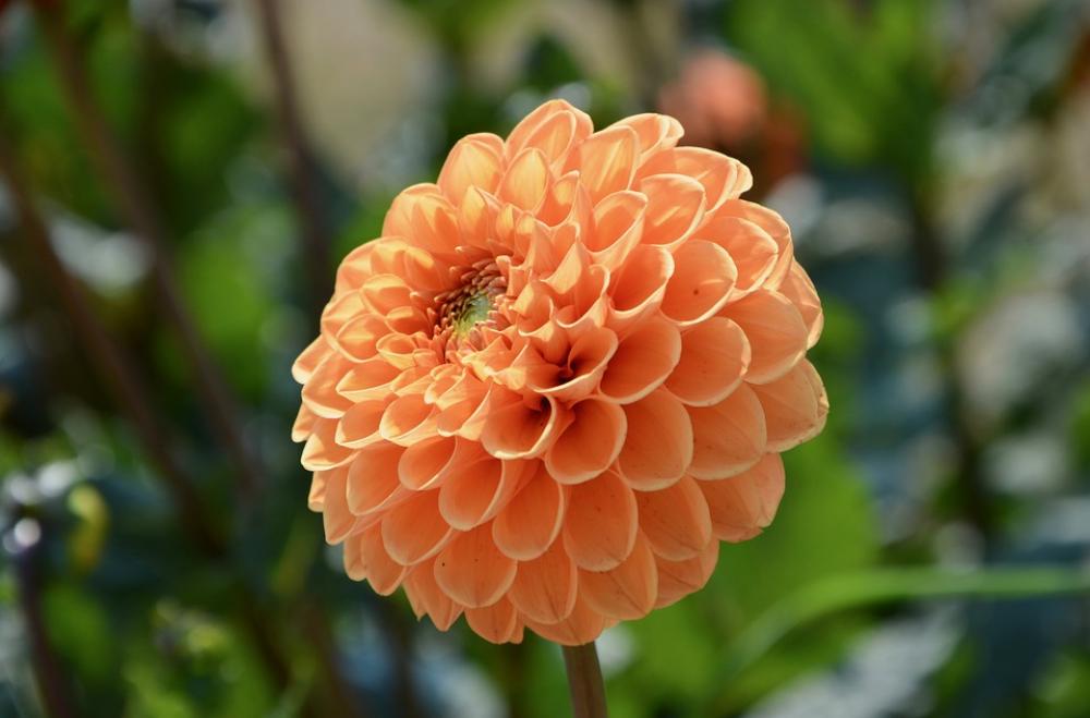 Flower Plant Nature Bouquet Flower Color Orange Flower Plant Nature Bouquet Flower Color Orange