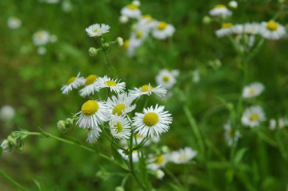 Flower Spring Blossom Flower Spring Blossom