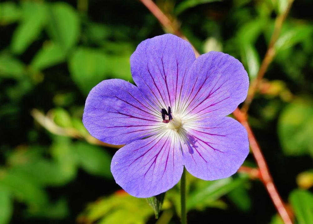 Flower Blossom Bloom Blue Close Up Flora Flower Blossom Bloom Blue Close Up Flora