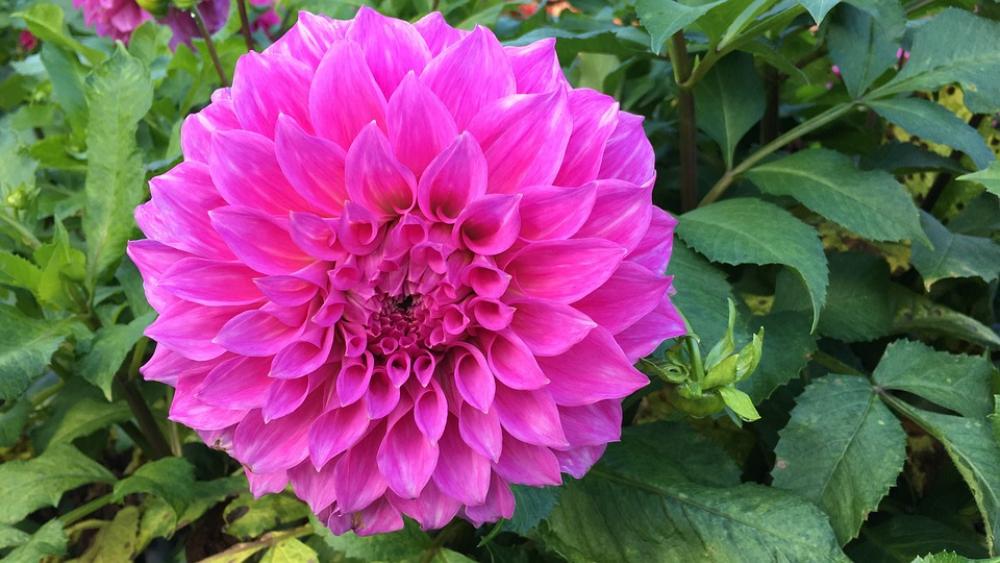 Flower Pink Flowers Nature Blossom Bloom Garden Flower Pink Flowers Nature Blossom Bloom Garden