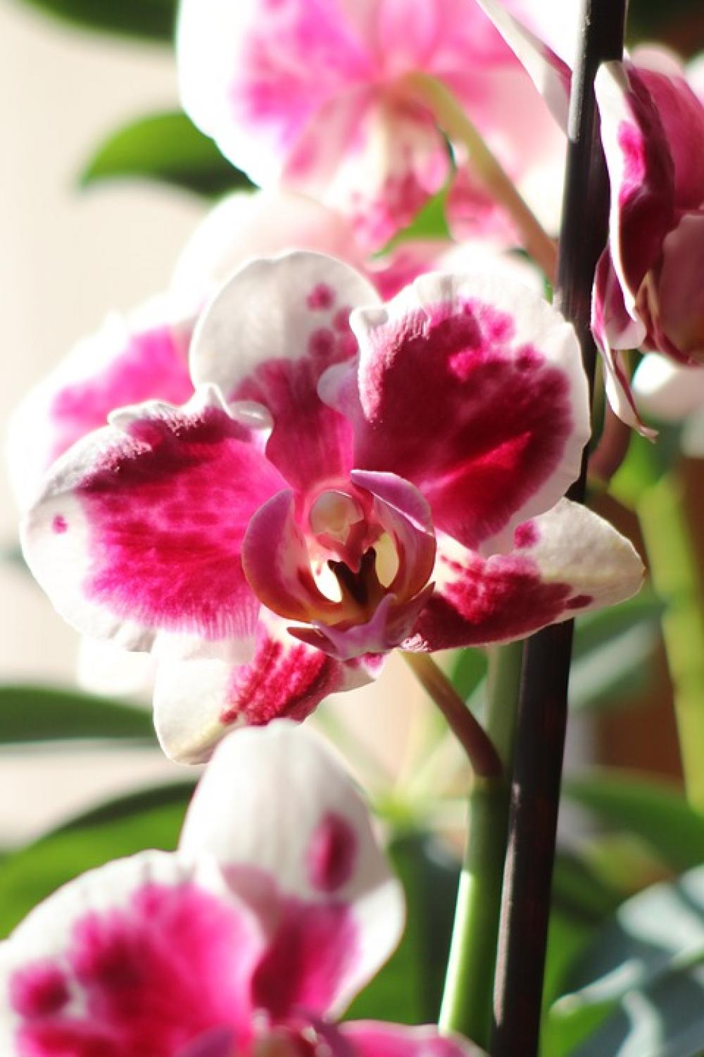 Flower Orchids Blossom Bloom Flower Orchids Blossom Bloom