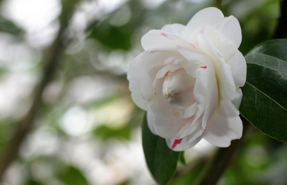 Flower White Bloom Spring Flora Garden Flower White Bloom Spring Flora Garden