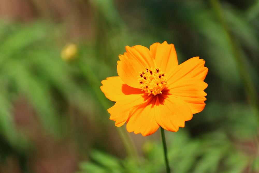 Flower Yellow Macro Nature Blossom Bloom Flora Flower Yellow Macro Nature Blossom Bloom Flora