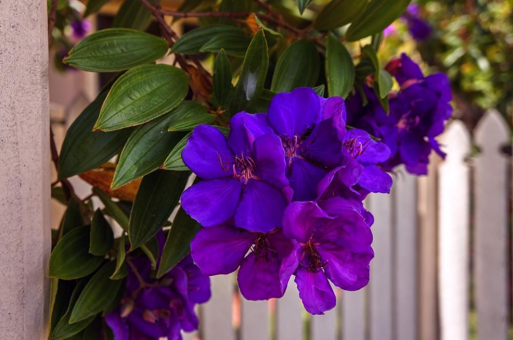 Flower Garden Plant Bloom Beautiful Flower Garden Plant Bloom Beautiful