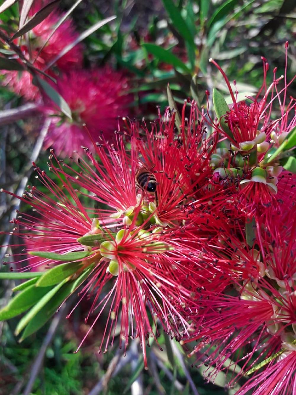 Flower Plant Needle Nature Flora Bee Animal Flower Plant Needle Nature Flora Bee Animal