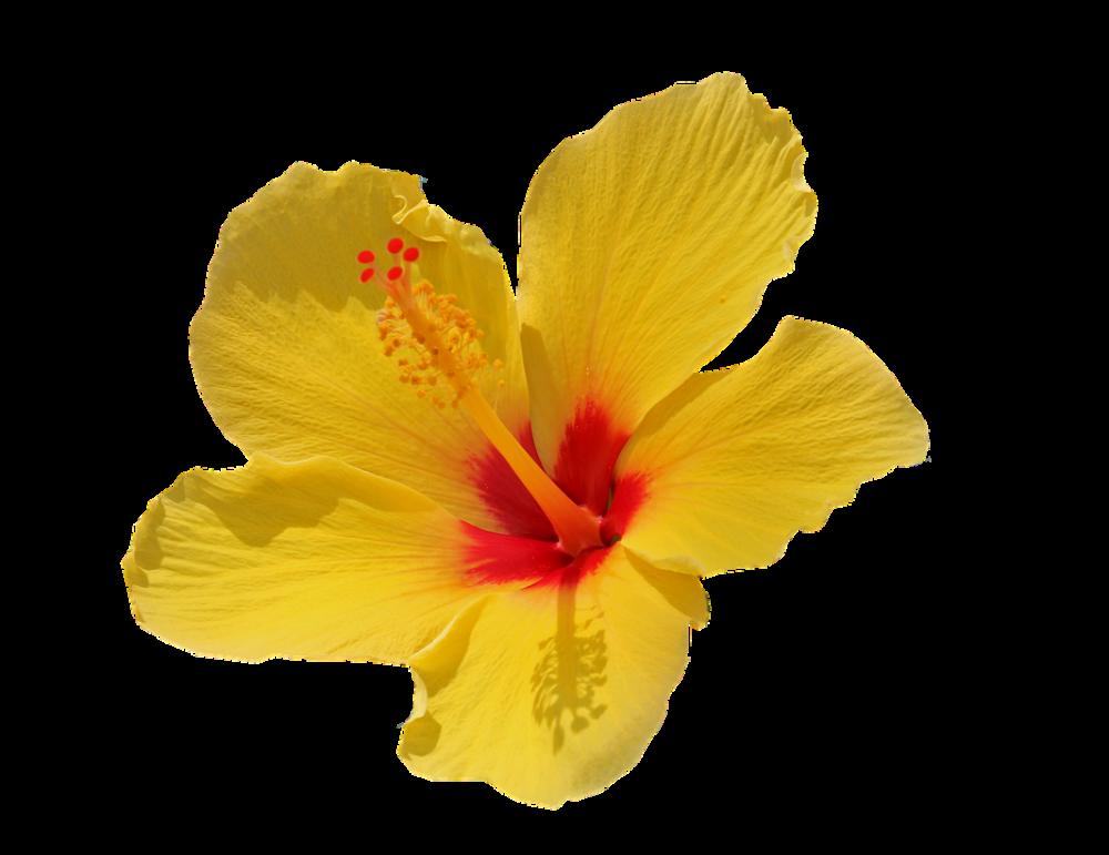 Flower Yellow Isolated Cut Out Summer Blossom Flower Yellow Isolated Cut Out Summer Blossom