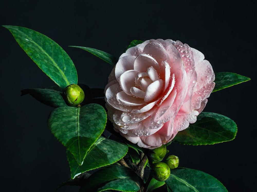 Flower Flower Tea Frost Throat Flower Flower Tea Frost Throat