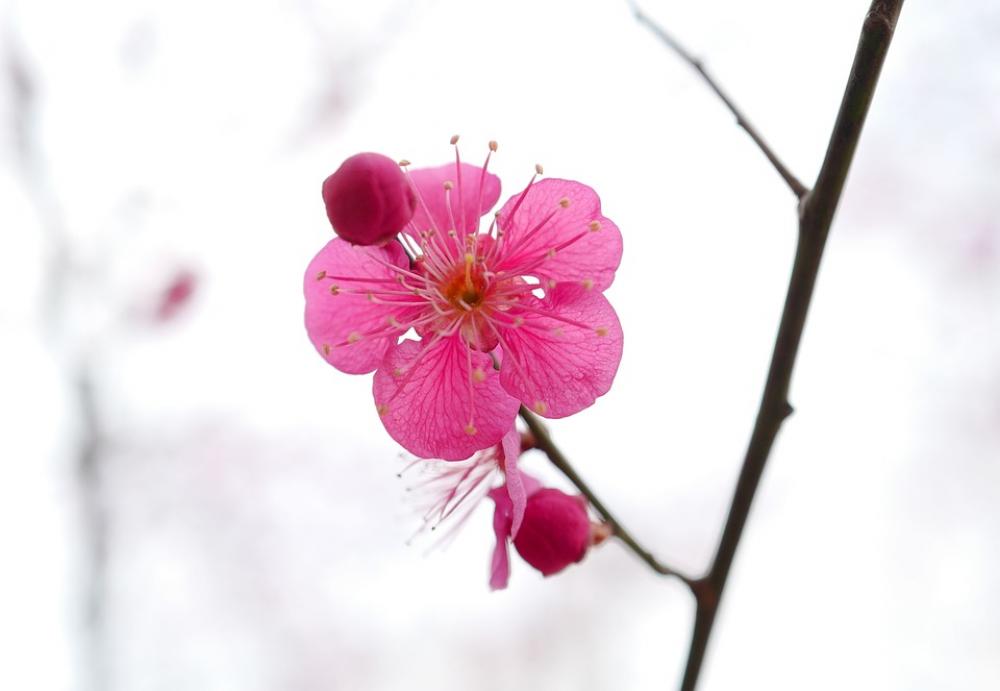 Flower Nature Azalea Spring Mountain Pink Flowers Flower Nature Azalea Spring Mountain Pink Flowers