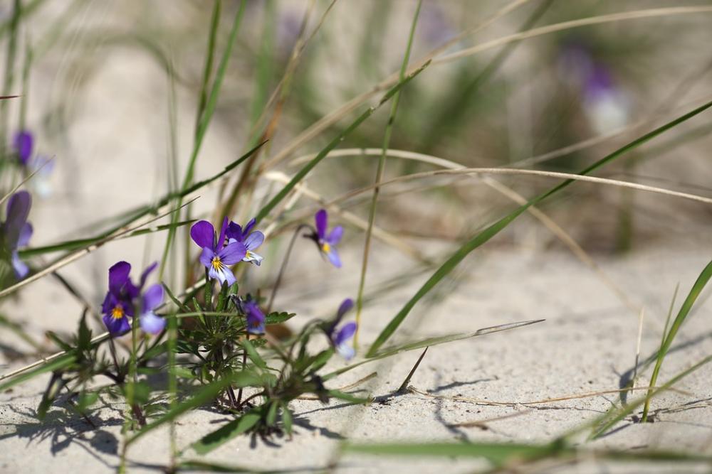 Flower Sand Grass Violet Nature Summer Flower Sand Grass Violet Nature Summer