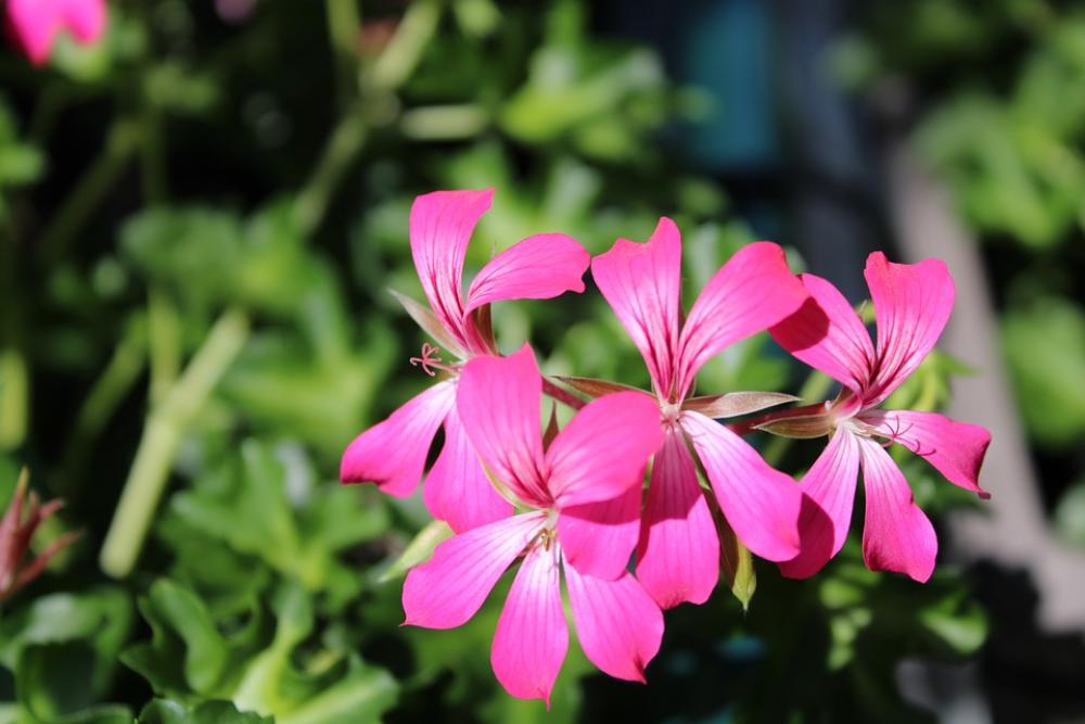 Flower Fleurs Pink Rose Green Vert Nature Flower Fleurs Pink Rose Green Vert Nature