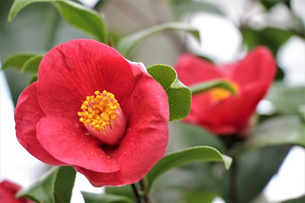 Flower Red Flowers Bloom Garden Nature Summer Flower Red Flowers Bloom Garden Nature Summer