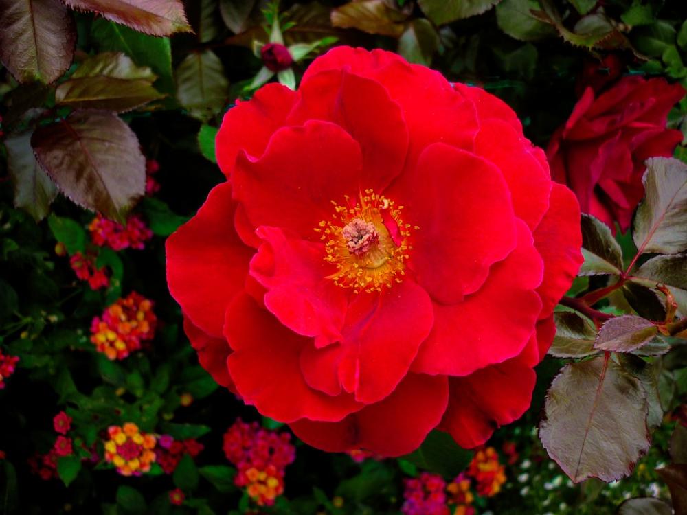Flower Flora Nature Garden Red Flower Flora Nature Garden Red