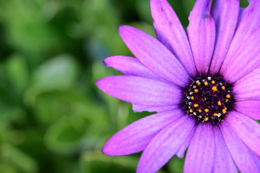 Flower Flowers Purple Flowers Flowers Petals Plants Flower Flowers Purple Flowers Flowers Petals Plants
