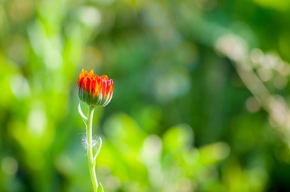 Flower Red Green Spring Summer Nature Blossom Flower Red Green Spring Summer Nature Blossom