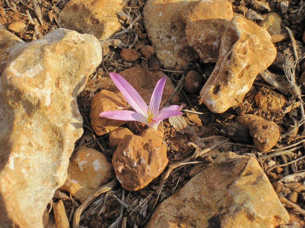Blossom Bloom Rock Purple Violet Flower Plant Blossom Bloom Rock Purple Violet Flower Plant