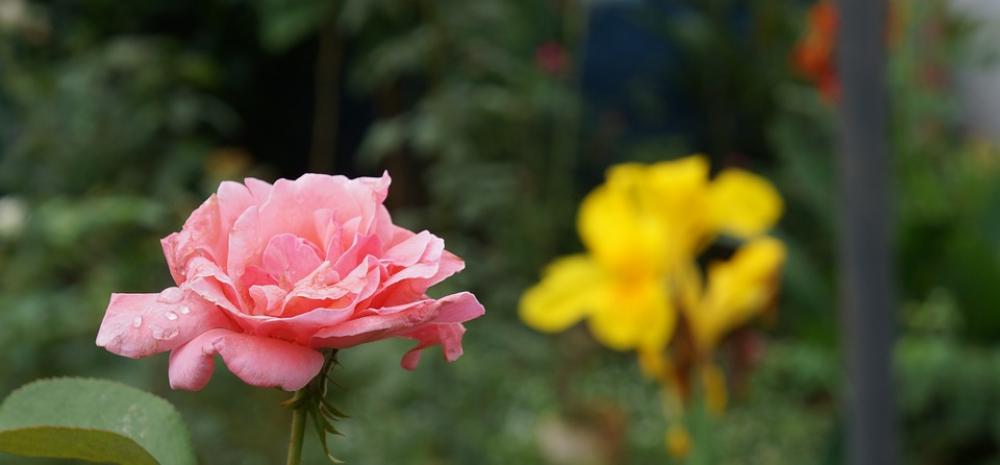 Flower Garden Rosa Flowers Nature Plants Botanist Flower Garden Rosa Flowers Nature Plants Botanist