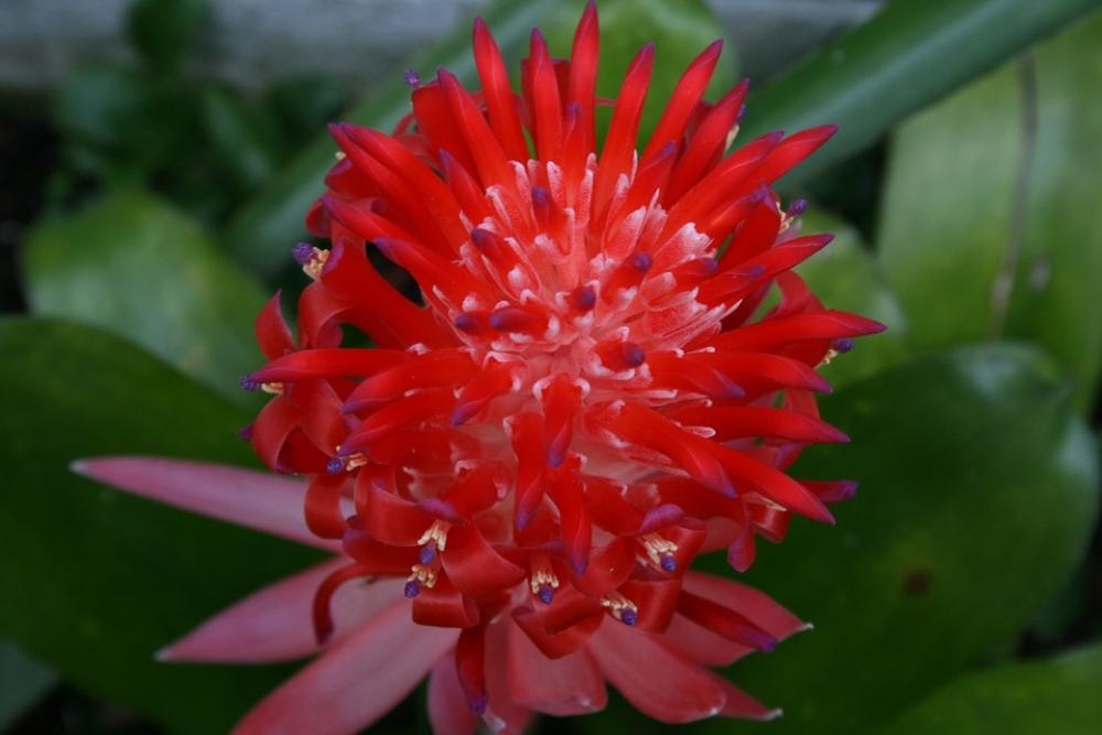 Flower Billbergia Pyramidalis Bloom Big Colorful Flower Billbergia Pyramidalis Bloom Big Colorful